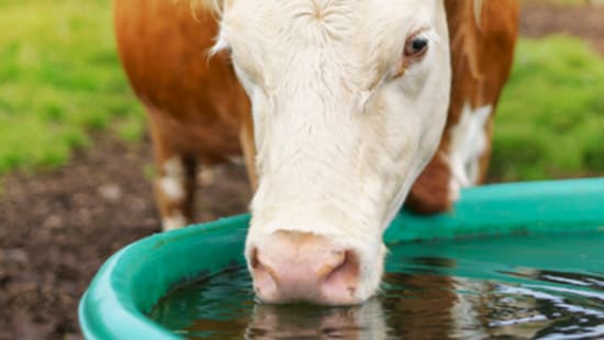 Cow drinking water