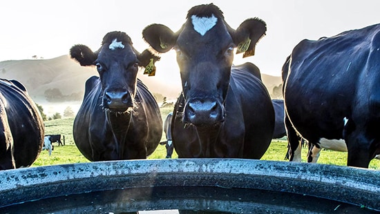 Cow at a water trough
